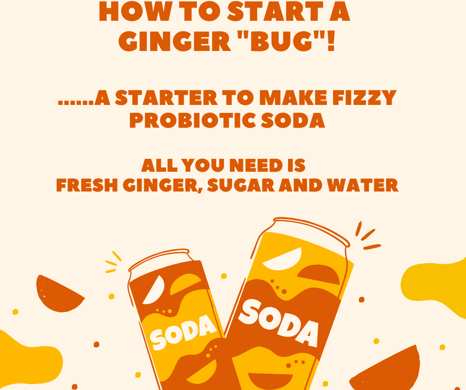 Fast Track Making a Starter for a Homemade Fizzy Soda Lake Clear